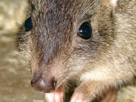 Войли Войли