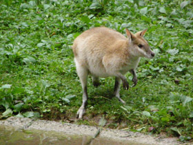 Смотреть фото Прыткий валлаби Фото Прыткий валлаби
