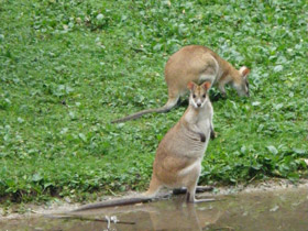 Смотреть фото Прыткий валлаби Фото Прыткий валлаби