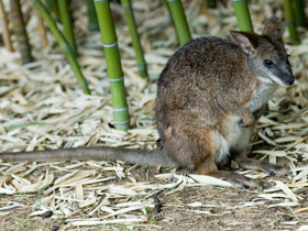 Смотреть фото Белогрудый валлаби Фото Белогрудый валлаби
