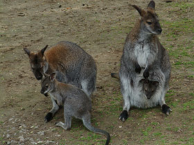 Смотреть фото Рыже-серый валлаби Фото Рыже-серый валлаби