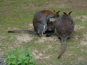 Смотреть фото Рыже-серый валлаби Фото Рыже-серый валлаби