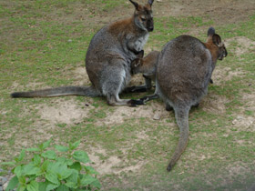 Смотреть фото Рыже-серый валлаби Фото Рыже-серый валлаби