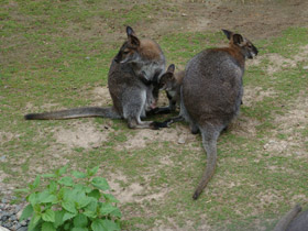 Смотреть фото Рыже-серый валлаби Фото Рыже-серый валлаби