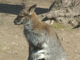 Смотреть фото Большой рыжий кенгуру Фото Большой рыжий кенгуру