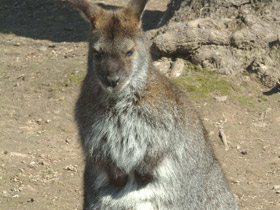 Смотреть фото 10 интересных фактов о кенгуру Фото 10 интересных фактов о кенгуру