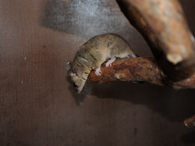 Смотреть фото Домовый оппосум Фото Домовый оппосум