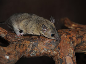 Смотреть фото Домовый оппосум Фото Домовый оппосум