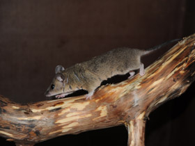 Смотреть фото Домовый оппосум Фото Домовый оппосум