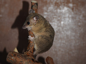 Смотреть фото Домовый оппосум Фото Домовый оппосум