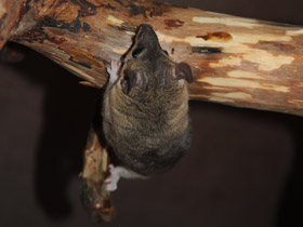 Смотреть фото Домовый оппосум Фото Домовый оппосум