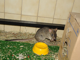 Смотреть фото Карликовый кенгуру Фото Карликовый кенгуру