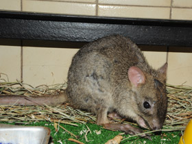 Смотреть фото Карликовый кенгуру Фото Карликовый кенгуру