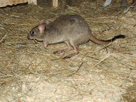 Смотреть фото Карликовый кенгуру Фото Карликовый кенгуру