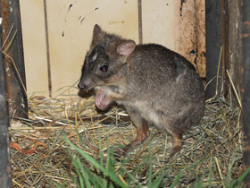 Смотреть фото Карликовый кенгуру Фото Карликовый кенгуру