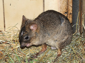 Смотреть фото Карликовый кенгуру Фото Карликовый кенгуру