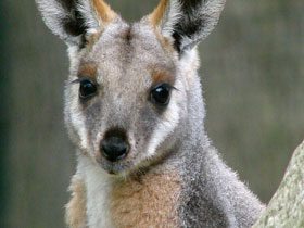 Смотреть фото Кольцехвостый кенгуру Фото Кольцехвостый кенгуру