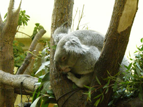 Смотреть фото Коала Фото Коала