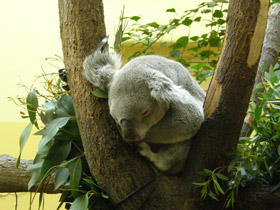 Смотреть фото Коала Фото Коала
