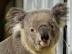 Смотреть фото Коала Фото Коала