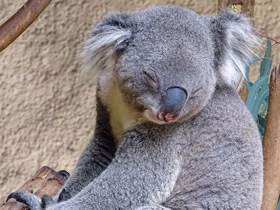 Смотреть фото Коала Фото Коала