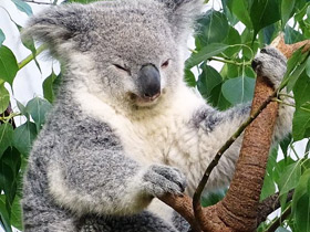 Смотреть фото Коала Фото Коала