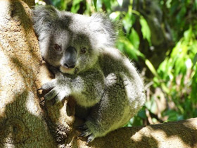 Смотреть фото Самые сонные животные Фото Самые сонные животные