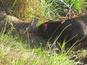 Смотреть фото Сумчатый дьявол Фото Сумчатый дьявол