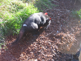 Смотреть фото Сумчатый дьявол Фото Сумчатый дьявол