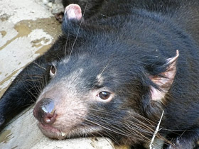 Смотреть фото Животные - символы Фото Животные - символы