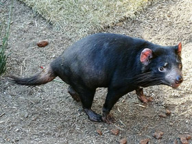 Смотреть фото Животные - символы Фото Животные - символы