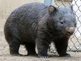 Смотреть фото Обыкновенный вомбат Фото Обыкновенный вомбат