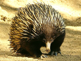 Смотреть фото Австралийская ехидна Фото Австралийская ехидна