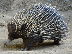 Смотреть фото Австралийская ехидна Фото Австралийская ехидна