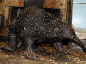 Смотреть фото Проехидна Бруийна Фото Проехидна Бруийна