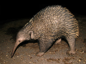 Смотреть фото Проехидна Бруийна Фото Проехидна Бруийна