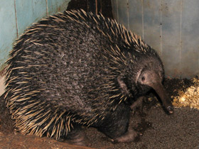 Смотреть фото Проехидна Бруийна Фото Проехидна Бруийна