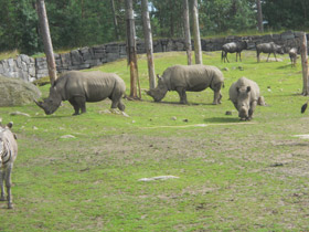Смотреть фото Белый носорог Фото Белый носорог