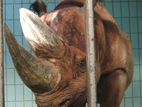 Смотреть фото Чёрный носорог Фото Чёрный носорог