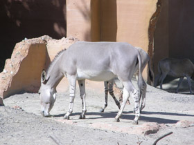 Смотреть фото Сомалийский осёл Фото Сомалийский осёл