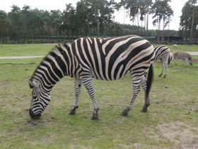 Смотреть фото Бурчеллова зебра Фото Бурчеллова зебра