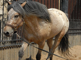 Смотреть фото В киргизских степях Фото В киргизских степях