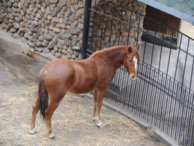 Фото Домашние лошади