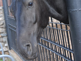 Фото Домашние лошади