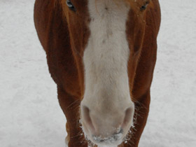 Фото Домашние лошади