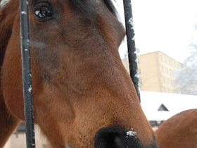 Фото Домашние лошади