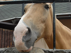 Фото Домашние лошади