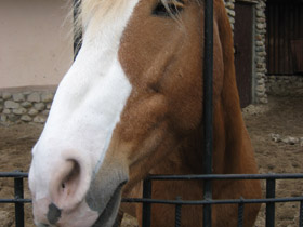 Фото Домашние лошади