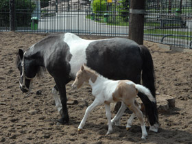 Фото Домашние лошади