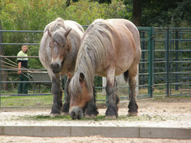 Фото Домашние лошади